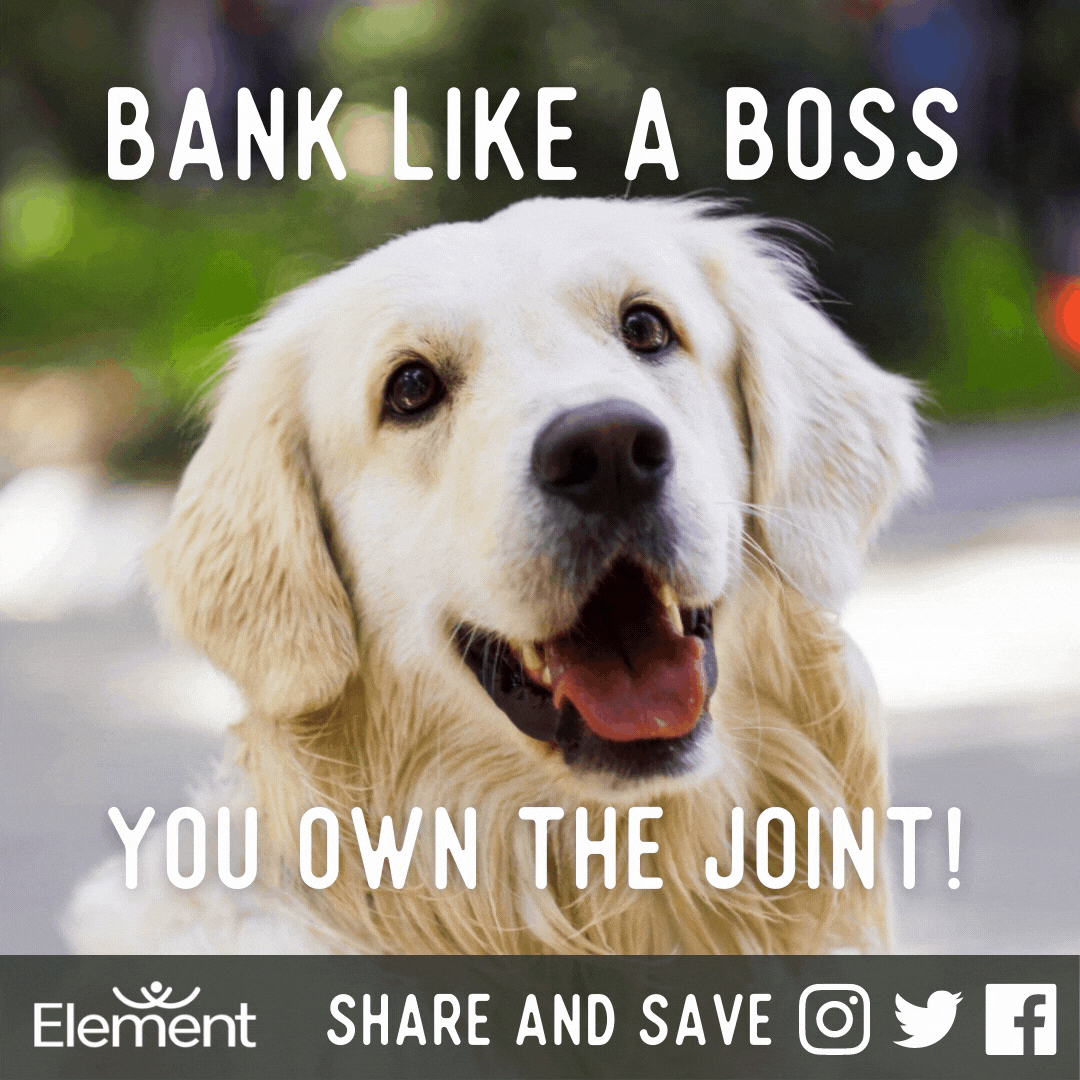 Bank like a boss you on the joint! Gif of dog and sunglasses. Element Logo. Share and save. Instagram, Twitter, Facebook icon