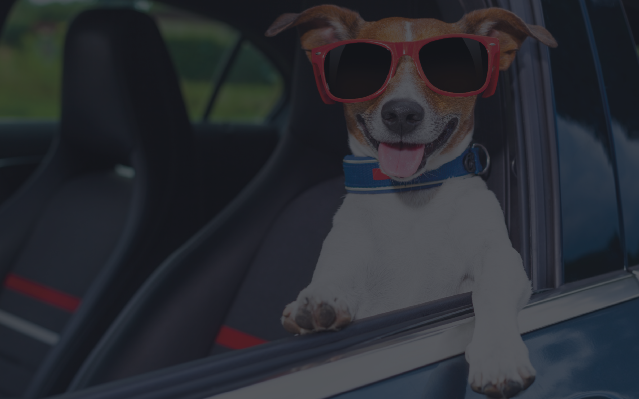 Dog in sunglasses smiling out car window